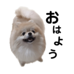 もちもちおもちのポメラニアン