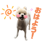 うちのぺぇさん