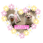 いつもにこもち