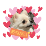 ポメラニアン@おもちです