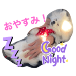 ポメラニアンの岩堀もちこ