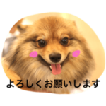 ポメラニアン リリのきもち 2