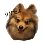 ポメラニアン☆リリのきもち