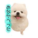 ポメラニアンもちの日常2