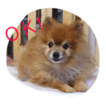 ポメラニアン キャロル