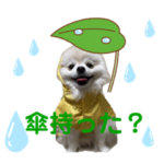 ポメラニアンのおもち2.