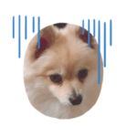 ポメラニアンもち