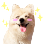 毎日使えるポメラニアンのおもちの日常
