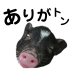 マイクロブタのるぅ2