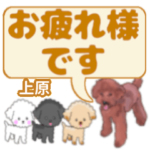 上原「うえはら」さんのトイプードル会話