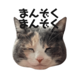 ちっちゃいものくらぶ。①〜猫メイン〜