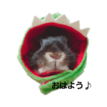 ネザーランドドアーフ黒