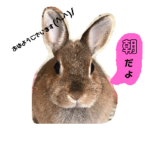 うさぎのミミちゃん。