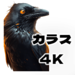 カラス 4K