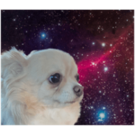 デカチワワ　くまち