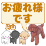 片山「かたやま」さんのトイプードル会話