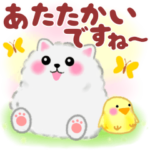 ポメラニアン「ぽちゃん」春