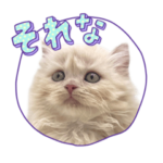 ねこのまおまお