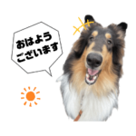 コリー犬のみスタンプ