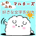 ふわふわマルチーズ