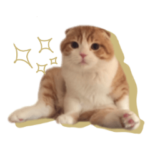 ちい太郎の日常