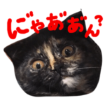 ふくろうにゃんこのジル