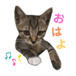 にゃんこのふくスタンプ