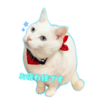 ふくふくもちもち碧眼にゃんこ