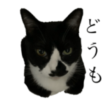 にゃんこ と ふく の日常2