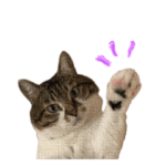 きいちゃんかわいいかきくけこ！