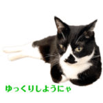 にゃんこ と ふく の日常