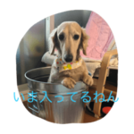 大ちゃん「いま入ってるねん」