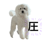 基本真顔のトイプードル