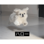 続・ペキニーズのとろろ（字幕）