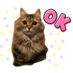 くるみちゃん✴︎