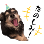 Aaron!⑤Black and Tan