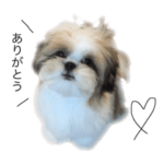 シーズー はにまる