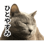 日常的に使える猫2