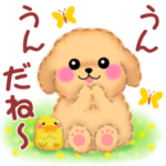 かわいいトイプードル「春」