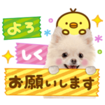 飛び出す❤️かわいい犬❤️ポメ