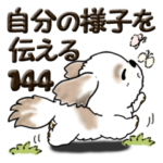 シーズー犬 144『自分の様子を伝える』