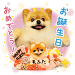 ポメラニアンもふた⑥