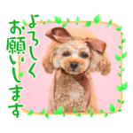 トイプードルのこつぶくんとラムネちゃん