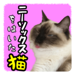 だいふくとラム白いニーソックスを履いた猫