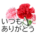 *花*カーネーション 母の日