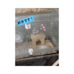 春の終わりのハムスター