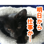 休みをすすめてくる猫