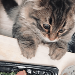 動く！サイベリアンのヤマネコ