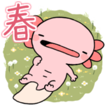 まったりウーパールーパー