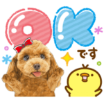 飛び出す❤️かわいい犬❤️プードル